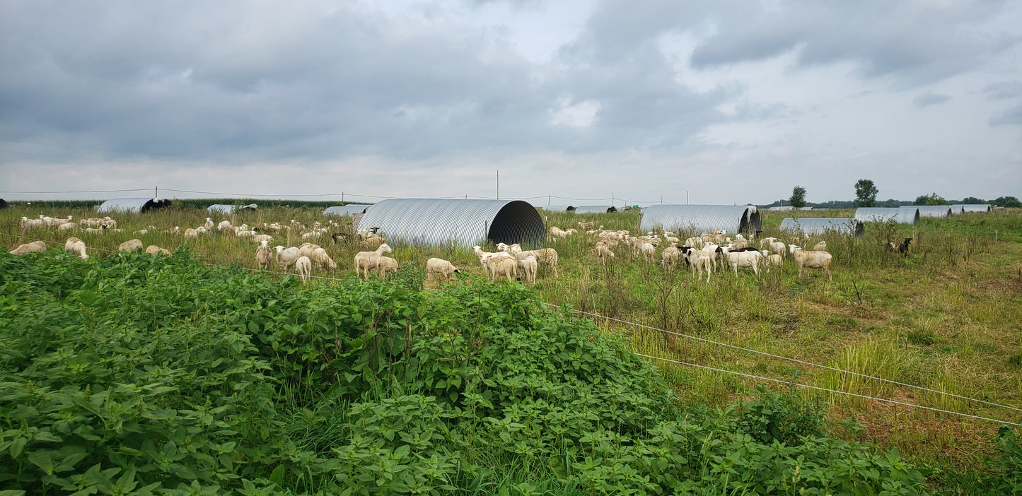 Whole Lamb
