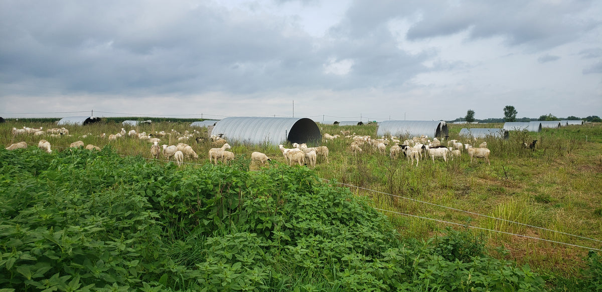 Whole Lamb Gunthorp Farms