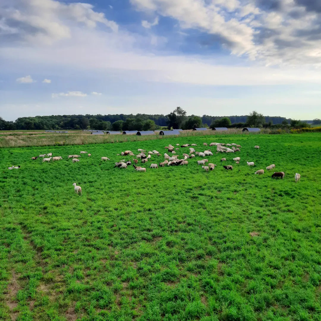 Whole Lamb