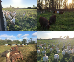Pasture raised pigs, chickens, & turkeys at Gunthorp Farms